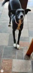 Amora