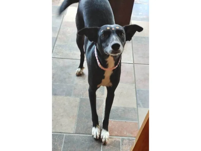 Cachorro ra a SRD-ViraLata idade 2 anos nome Amora