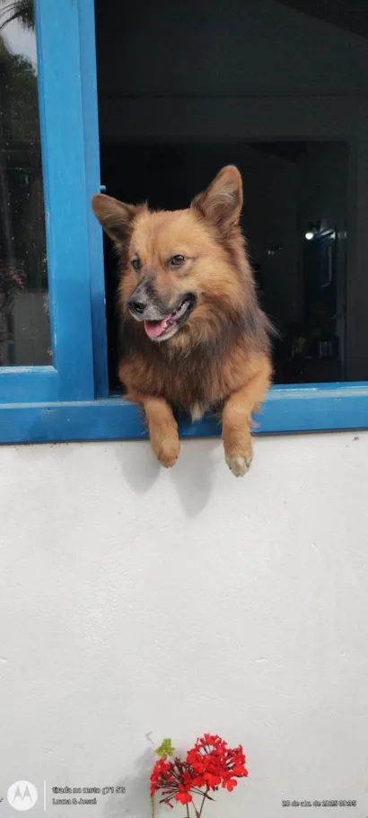 Cachorro raça SRD-ViraLata idade 2 anos nome Thor