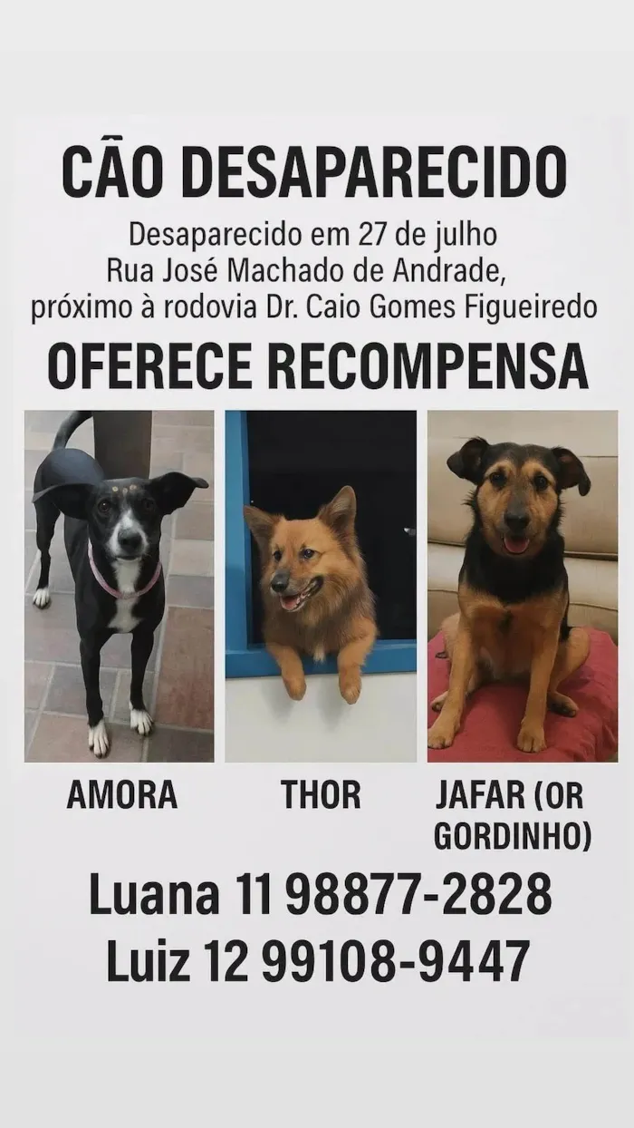 Cachorro ra a SRD-ViraLata idade 2 anos nome Thor