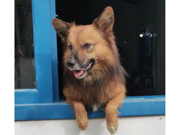 Cachorro ra a SRD-ViraLata idade 2 anos nome Thor