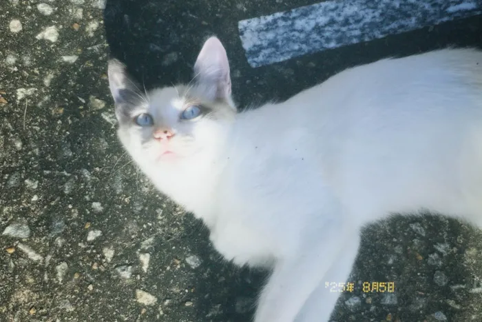 Gato ra a SRD-ViraLata idade 2 a 6 meses nome Koda