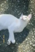Koda