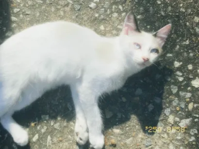 Gato raça SRD-ViraLata idade 2 a 6 meses nome Koda