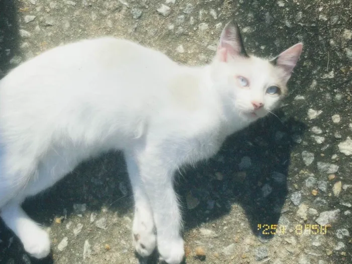 Gato ra a SRD-ViraLata idade 2 a 6 meses nome Koda
