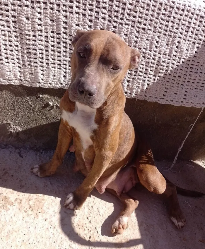 Cachorro ra a Pit-Bull idade 4 anos nome Hanna