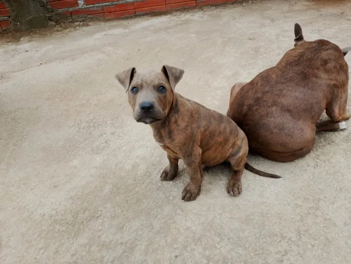Cachorro ra a Pit-Bull idade 2 a 6 meses nome Filhote 