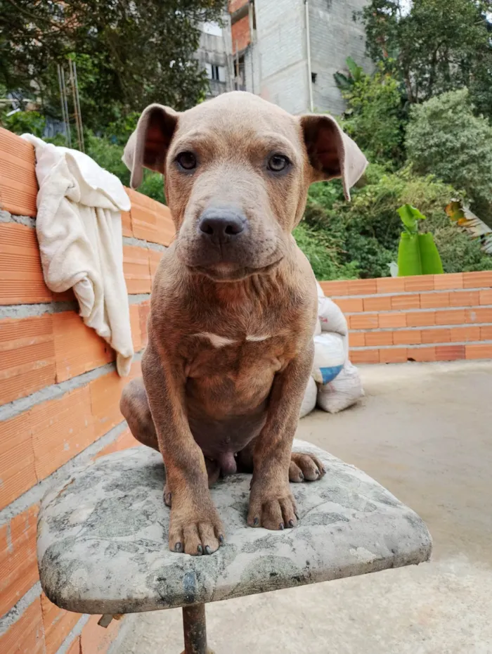 Cachorro ra a Pit-Bull idade 2 a 6 meses nome Filhote 