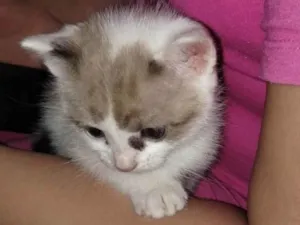 Gato raça SRD-ViraLata idade Abaixo de 2 meses nome A gata se chama mel,mas como ela e filhote pode trocar o nome
