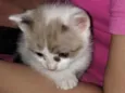 A gata se chama mel,mas como ela e filhote pode trocar o nome