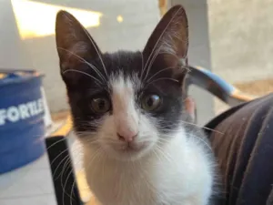 Gato raça SRD-ViraLata idade 2 a 6 meses nome Frajola 