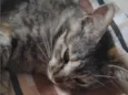 Kimi