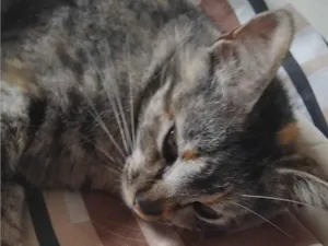 Gato raça SRD-ViraLata idade 1 ano nome Kimi