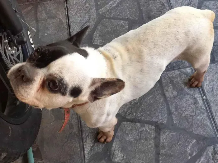 Cachorro ra a Bulldog idade 6 ou mais anos nome Felicia