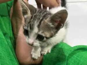 Gato raça SRD-ViraLata idade 2 a 6 meses nome Heloiza
