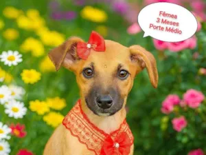 Cachorro raça SRD-ViraLata idade 2 a 6 meses nome Mel