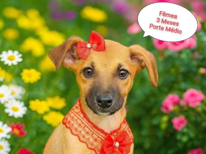 Cachorro ra a SRD-ViraLata idade 2 a 6 meses nome Mel