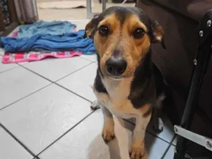 Cachorro raça SRD-ViraLata idade 3 anos nome Godofredo
