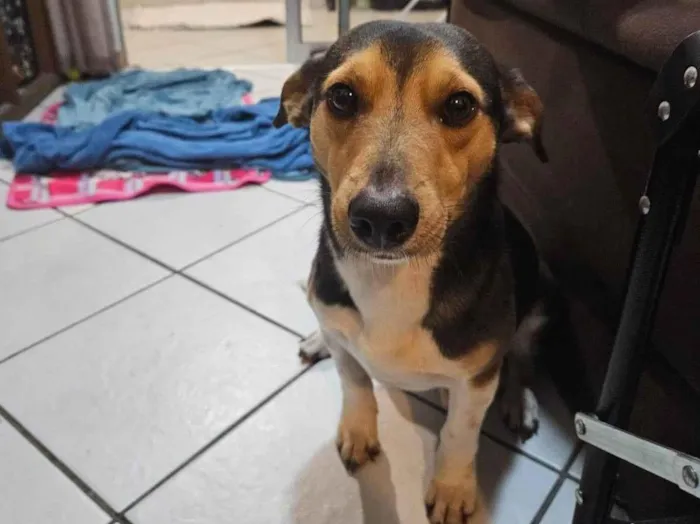 Cachorro ra a SRD-ViraLata idade 3 anos nome Godofredo