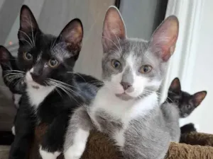 Gato raça SRD-ViraLata idade 1 ano nome Apolo e Negresco 