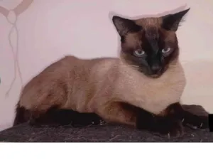 Gato raça SRD-ViraLata idade 1 ano nome Expedito e Bento