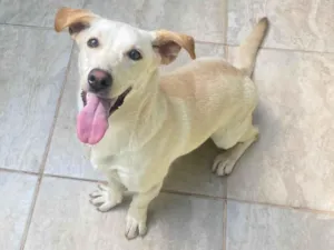 Cachorro raça SRD-ViraLata idade 1 ano nome Mel
