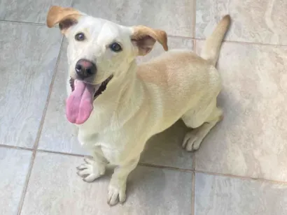 Cachorro raça SRD-ViraLata idade 1 ano nome Mel