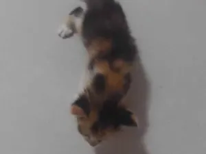 Gato raça SRD-ViraLata idade Abaixo de 2 meses nome Cristal