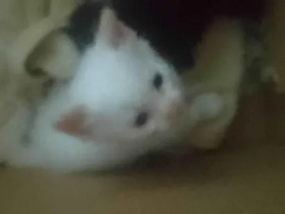Gato raça SRD-ViraLata idade Abaixo de 2 meses nome Branca de neve