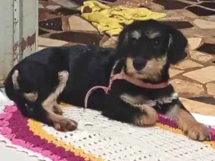 Cachorro ra a SRD-ViraLata idade 2 a 6 meses nome Não tem nome 