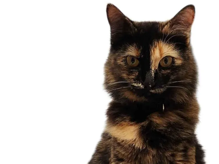 Gato ra a SRD-ViraLata idade 7 a 11 meses nome Lili