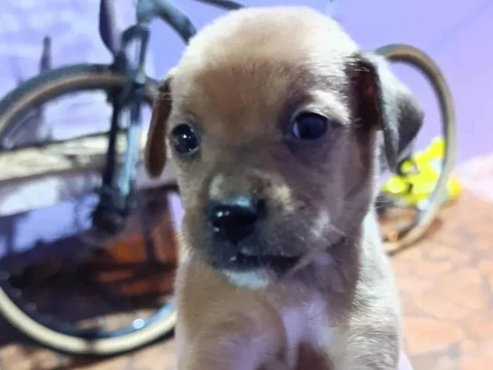 Cachorro ra a SRD-ViraLata idade Abaixo de 2 meses nome Chocolate