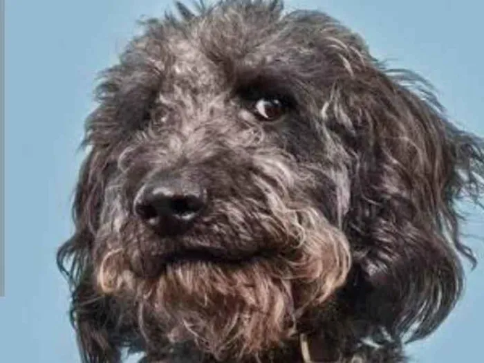 Cachorro ra a Poodle idade 4 anos nome Dique