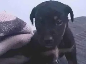 Cachorro raça SRD-ViraLata idade 2 a 6 meses nome Sem nome