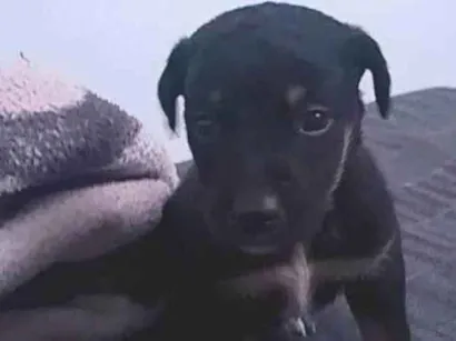 Cachorro raça SRD-ViraLata idade 2 a 6 meses nome Sem nome