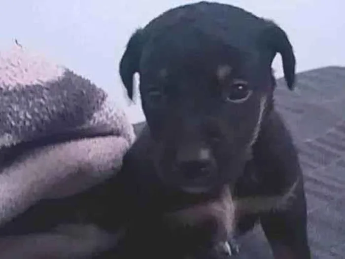 Cachorro ra a SRD-ViraLata idade 2 a 6 meses nome Sem nome