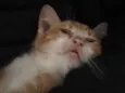 Gatinho