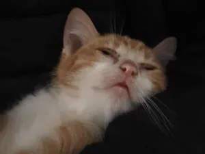 Gato raça SRD-ViraLata idade 2 a 6 meses nome Gatinho