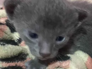 Gato raça SRD-ViraLata idade Abaixo de 2 meses nome Et bilu