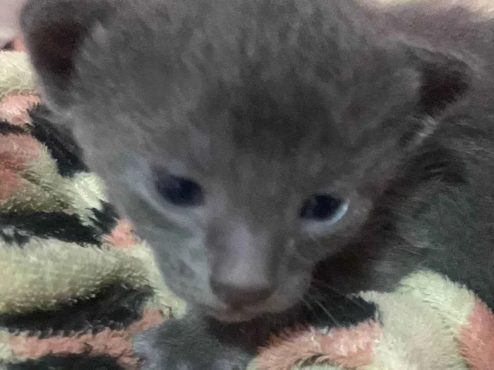 Gato ra a SRD-ViraLata idade Abaixo de 2 meses nome Et bilu
