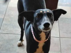 Cachorro raça SRD-ViraLata idade 2 anos nome Amora