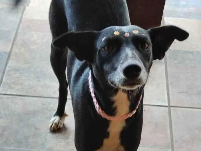 Cachorro ra a SRD-ViraLata idade 2 anos nome Amora