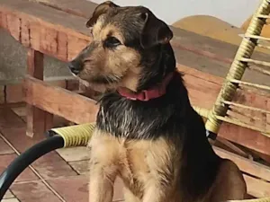 Cachorro raça SRD-ViraLata idade 2 anos nome Jafar