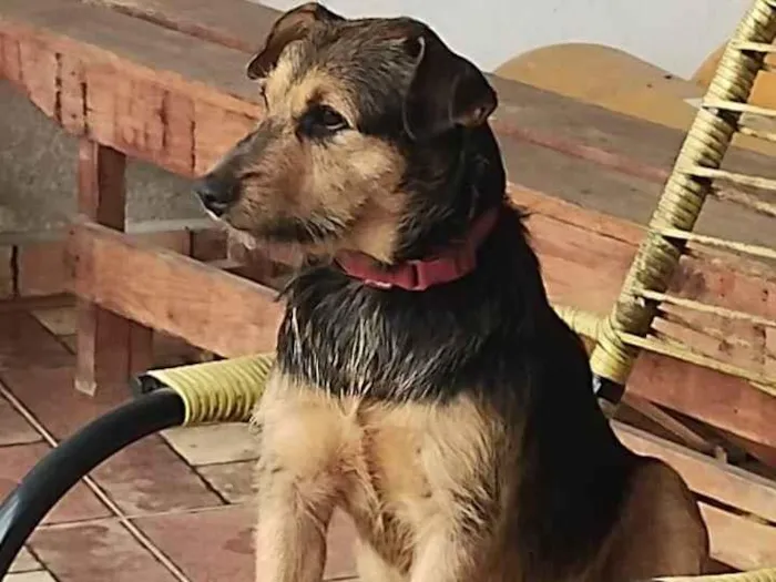 Cachorro ra a SRD-ViraLata idade 2 anos nome Jafar