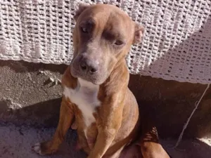 Cachorro raça Pit-Bull idade 4 anos nome Hanna