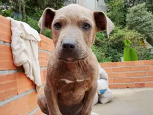 Cachorro raça Pit-Bull idade 2 a 6 meses nome Filhote 