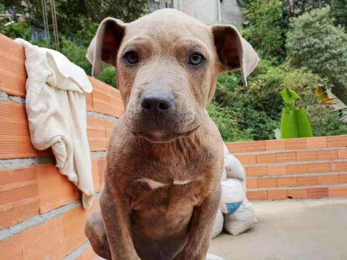 Cachorro ra a Pit-Bull idade 2 a 6 meses nome Filhote 