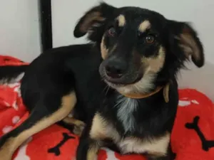 Gato raça SRD-ViraLata idade 2 anos nome Bidulinha 