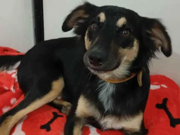 Gato ra a SRD-ViraLata idade 2 anos nome Bidulinha 