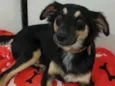 Bidulinha